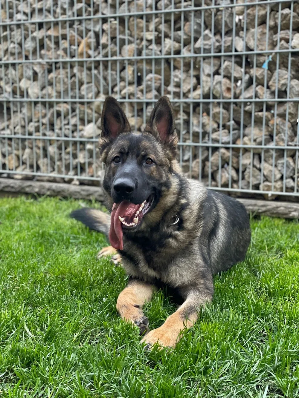 Hundepension-rothenburg - Gutenstetten pet otel görseli 3