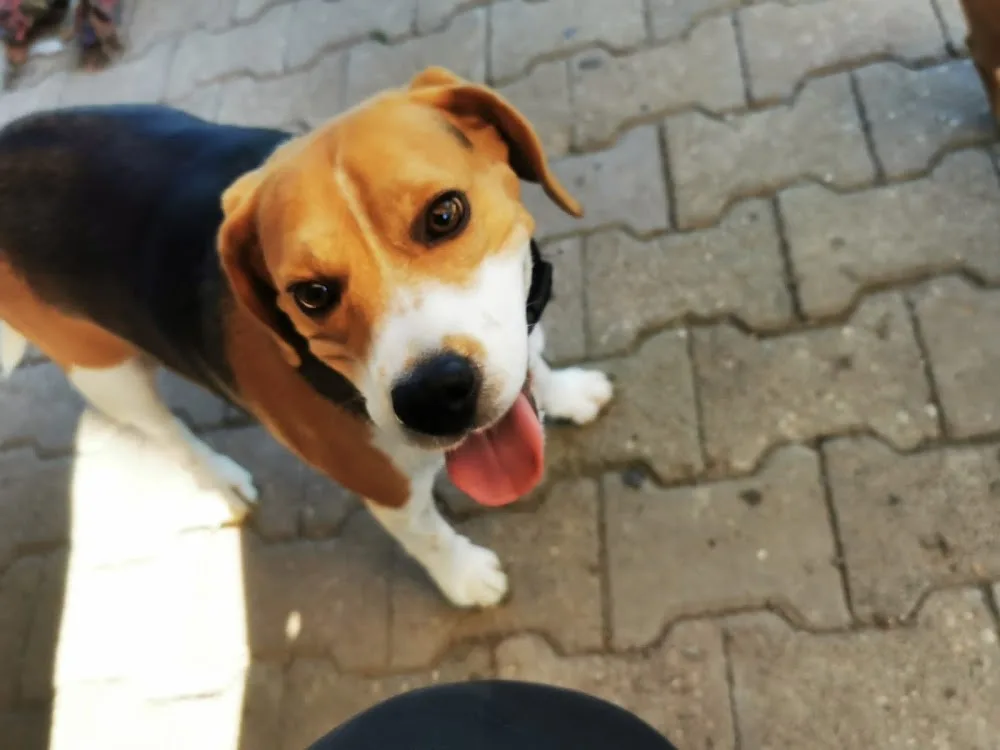 Hundepension Stettberg - Gutenstetten pet otel