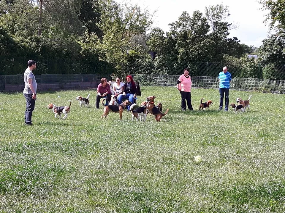 Hundepension Stettberg - Gutenstetten pet otel görseli 3