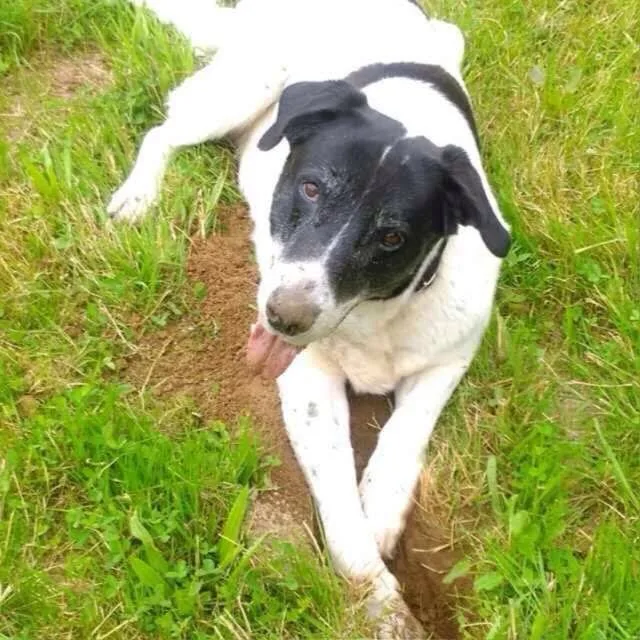 Hundepension Stettberg - Gutenstetten pet otel görseli 5