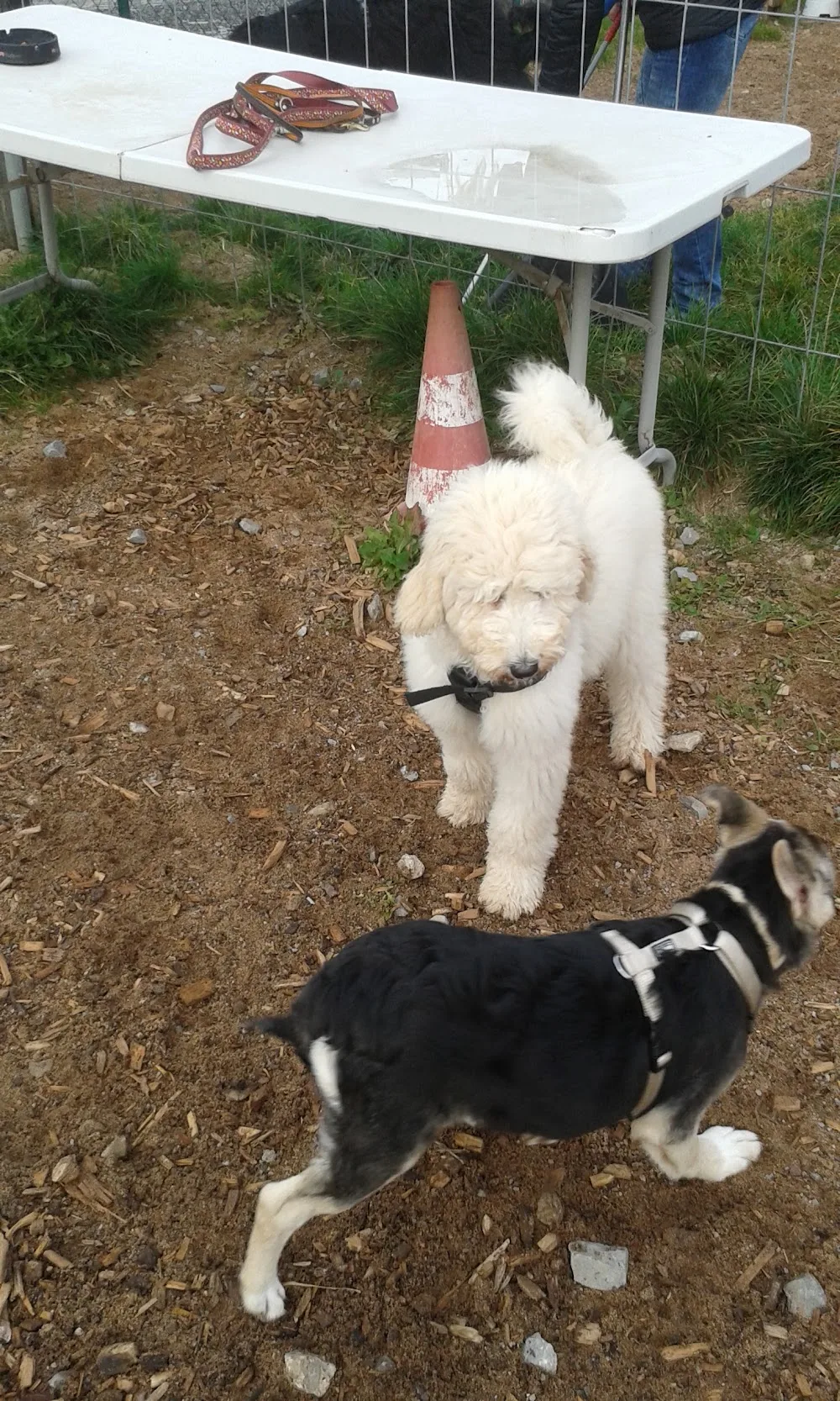 Hundeschule Hoffnung - Gutenstetten pet otel görseli 3