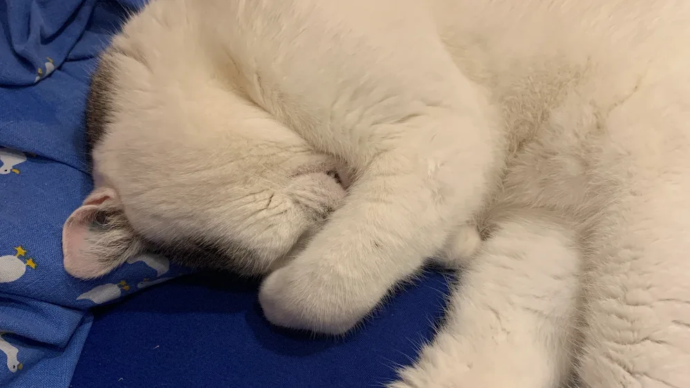 Katzenbetreuung und Ernährungsberatung - Nicoles Fellherzen - Gutenstetten pet otel görseli 2