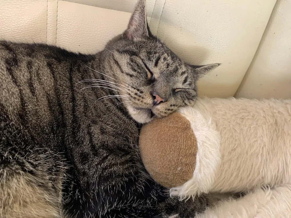 Katzenbetreuung und Ernährungsberatung - Nicoles Fellherzen - Gutenstetten pet otel görseli 3