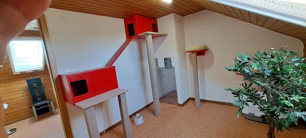 Katzenhotel Vier Pfoten - Gutenstetten pet otel görseli 2