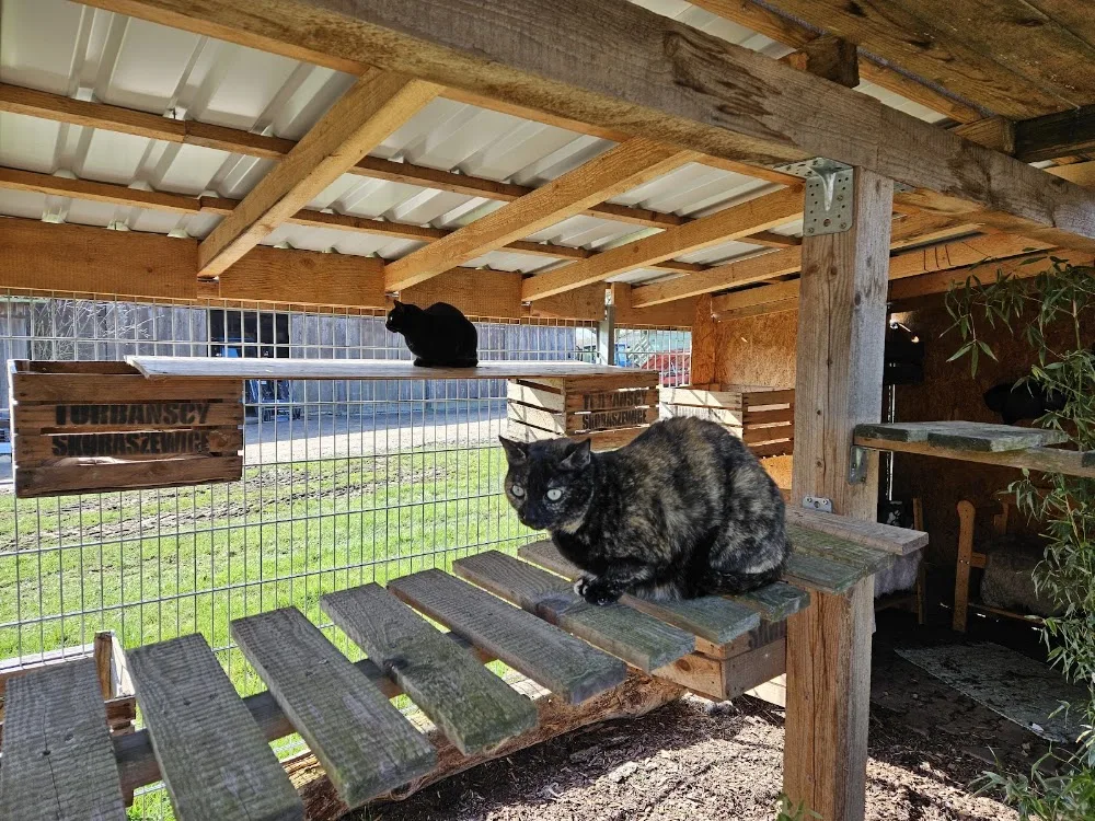 Katzenpension Fichtenhof - Gutenstetten pet otel