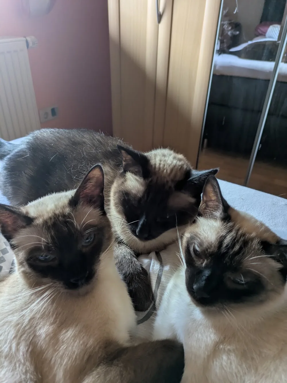 Katzenpension Heidi - Gutenstetten pet otel