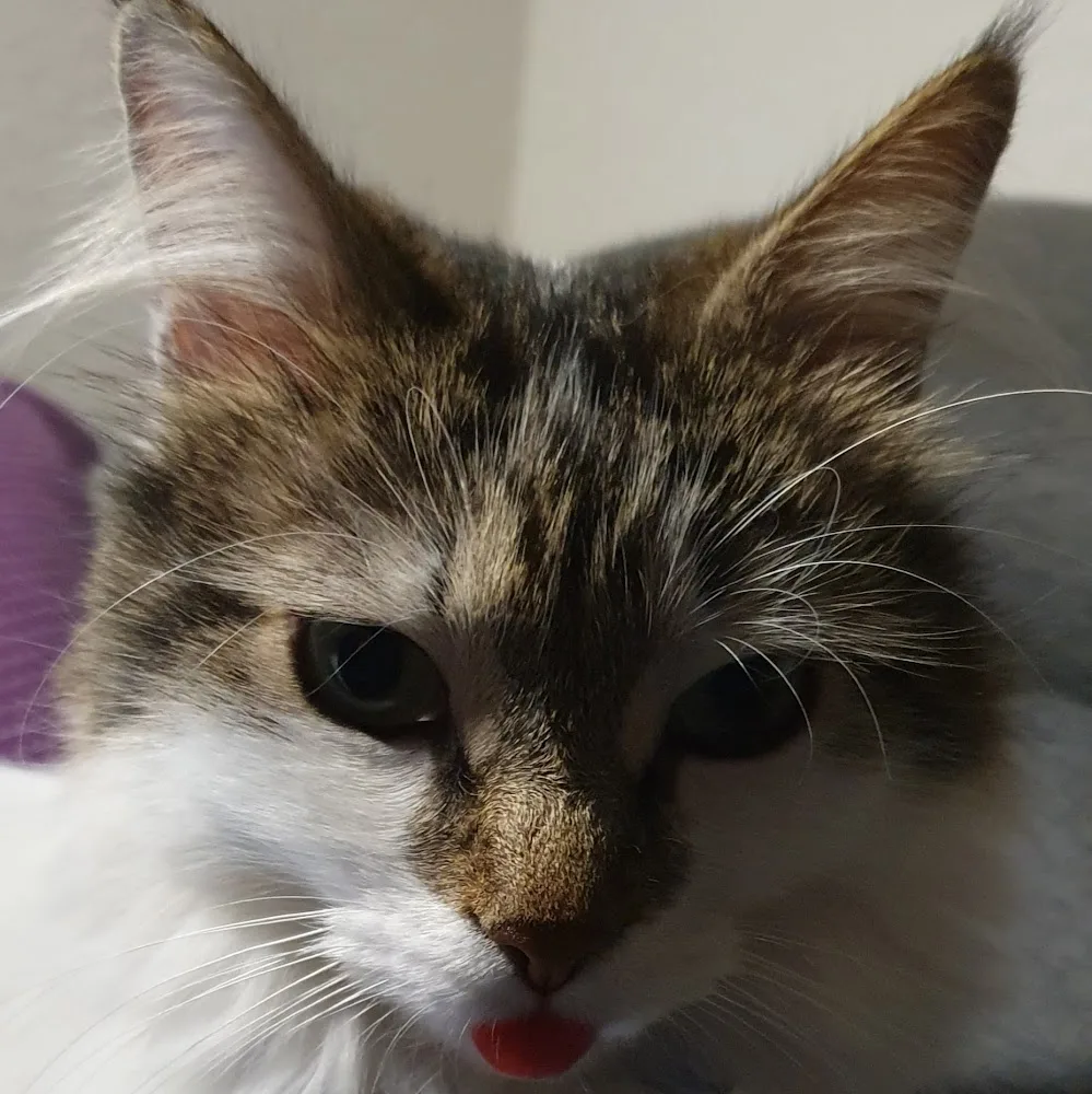 Katzenpension Heidi - Gutenstetten pet otel görseli 5