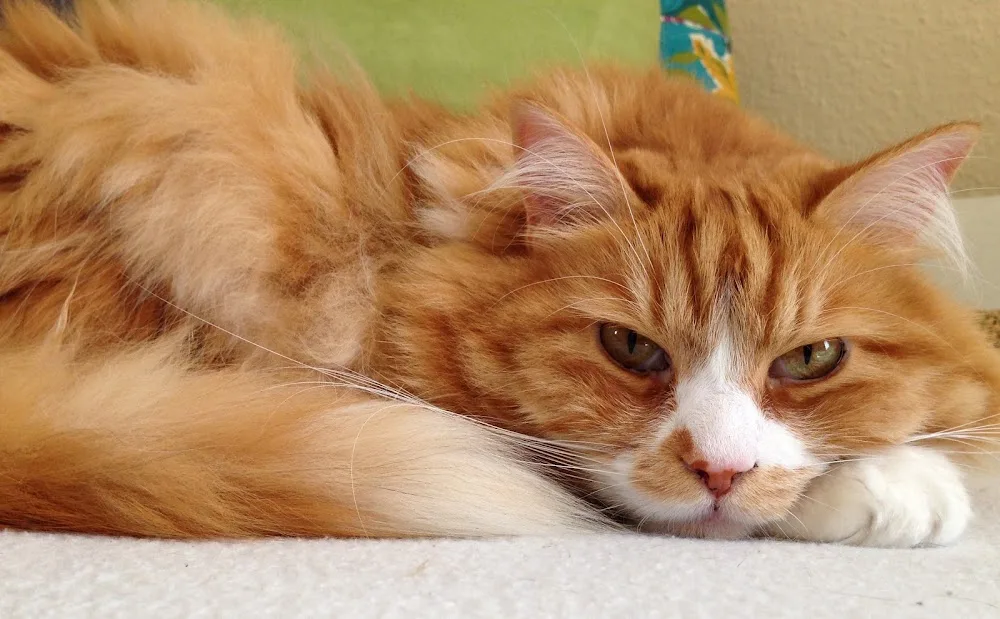 Katzenpension Herzenswunsch - Gutenstetten pet otel görseli 2
