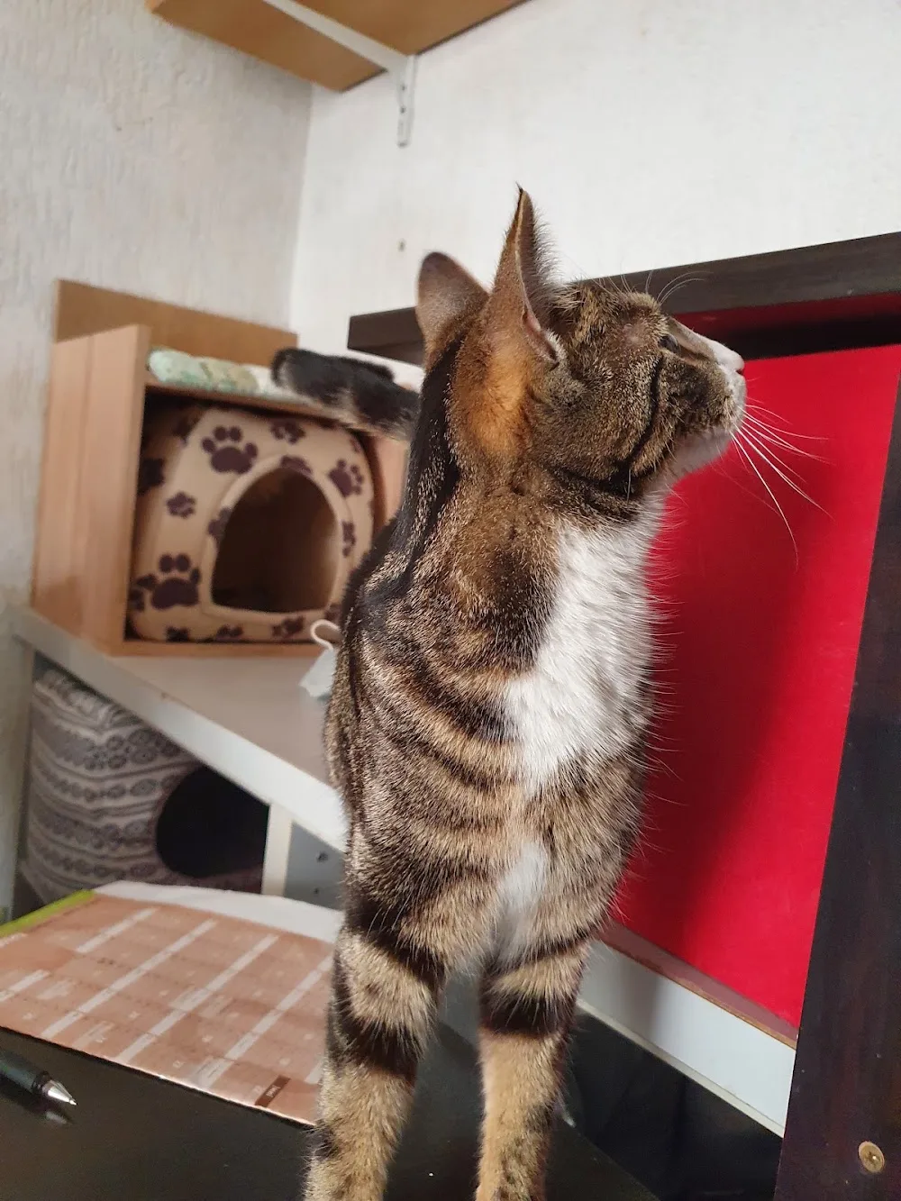 Katzenpension "Katzenhausen" Igensdorf - Gutenstetten pet otel görseli 3