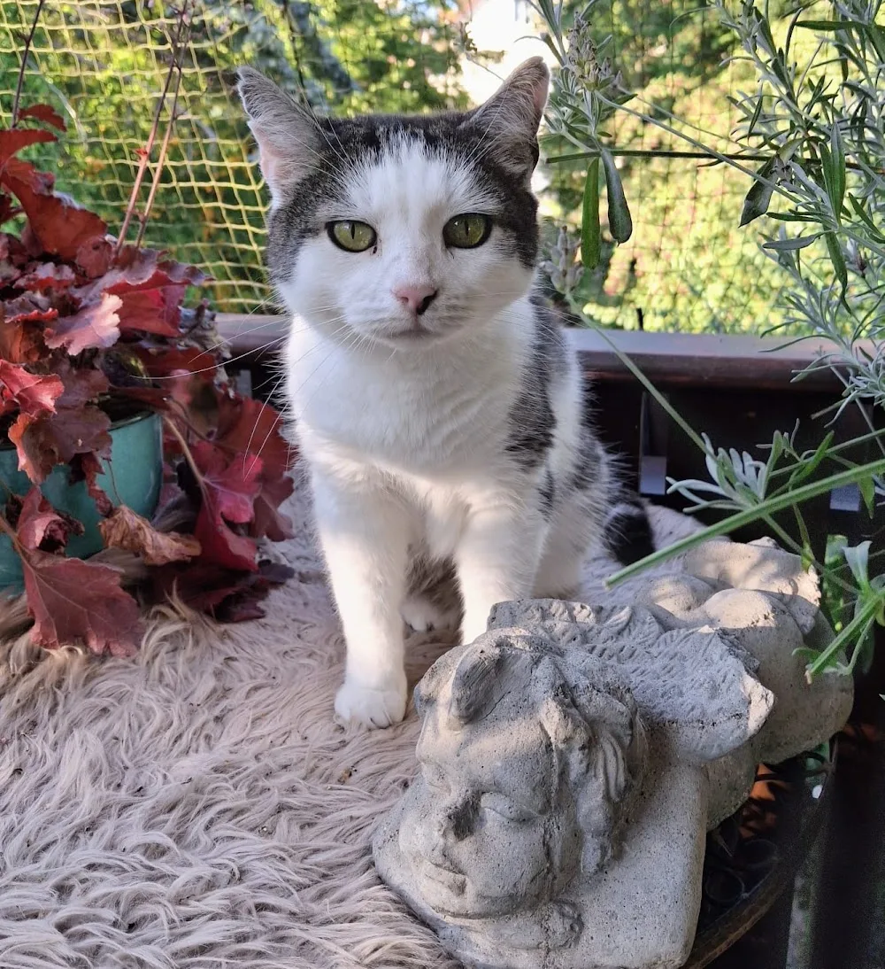 Katzenpension - Marion Hymon - Gutenstetten pet otel görseli 3