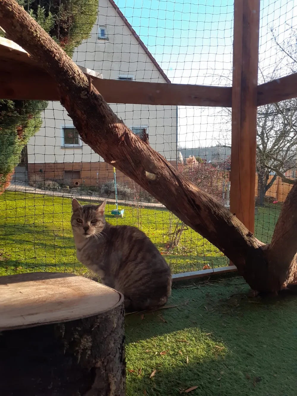 Katzenpension Schlereth - Gutenstetten pet otel