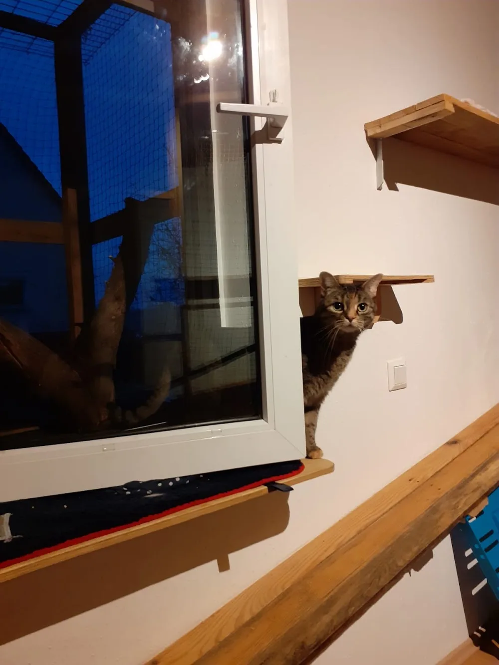 Katzenpension Schlereth - Gutenstetten pet otel görseli 3