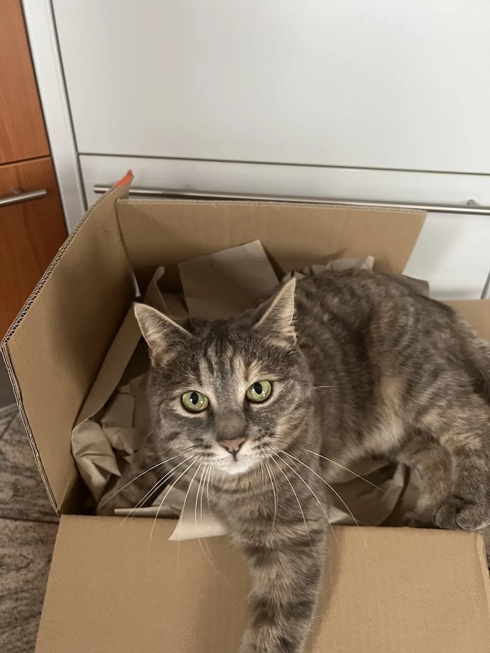 Katzenpension Zeil am Main - Gutenstetten pet otel görseli 2