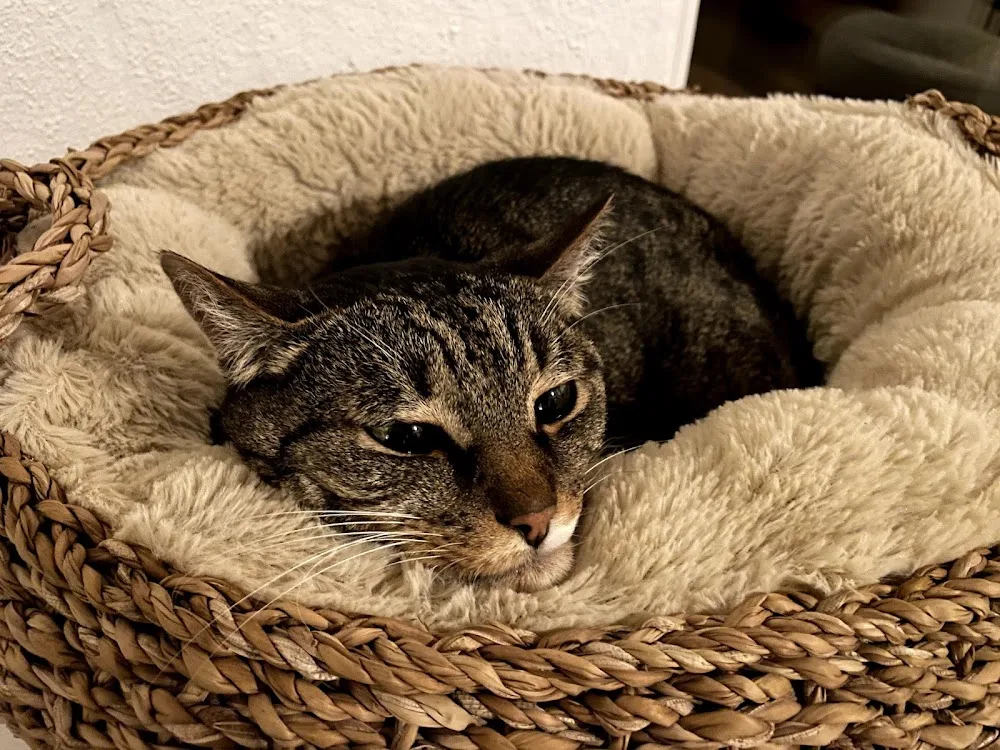 Kittys Koje | Katzenpension - Gutenstetten pet otel görseli 3