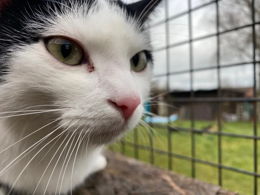 Livi's Cat Inn - Gutenstetten pet otel görseli 3