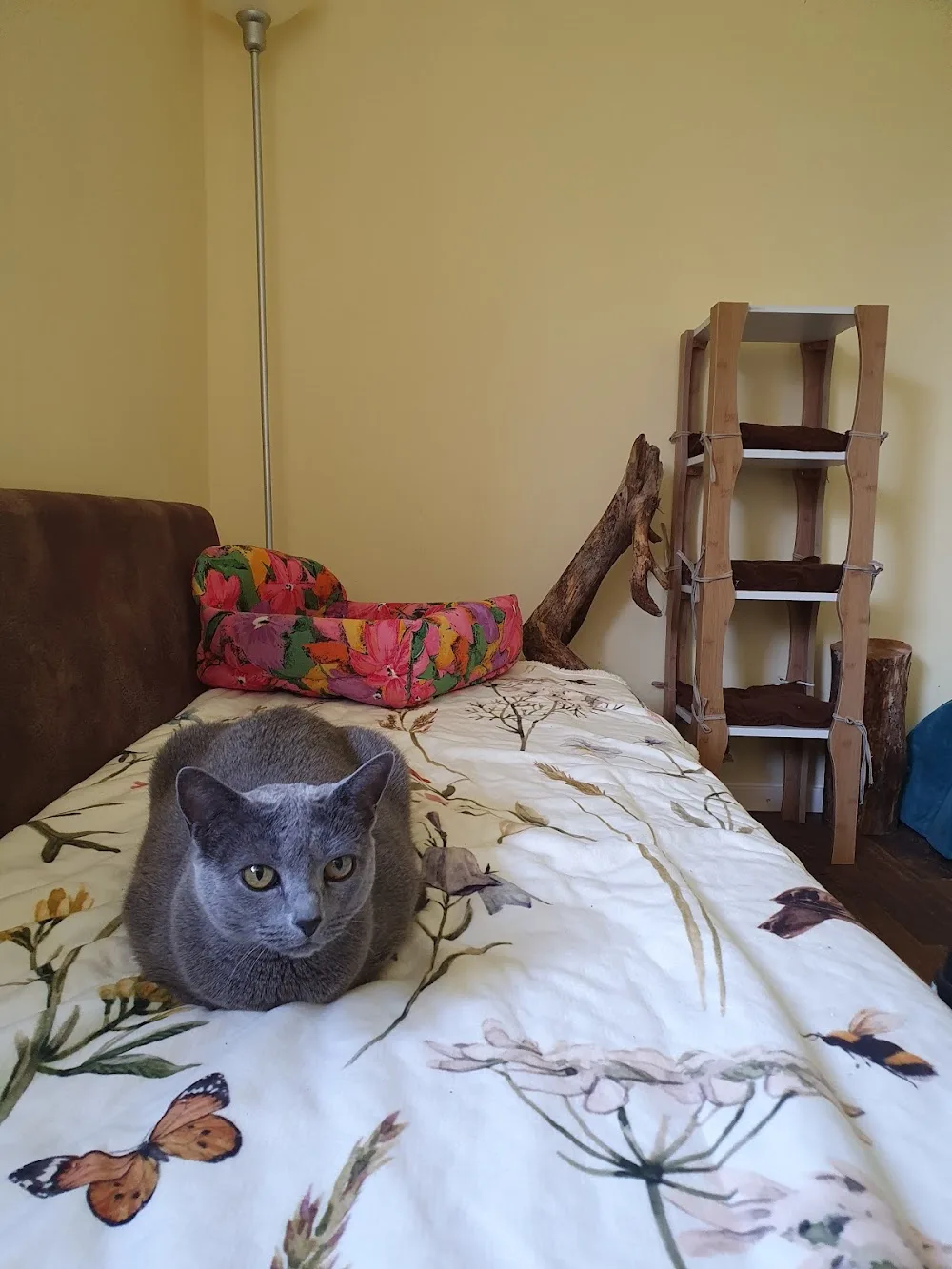 Loras Katzenhotel - Gutenstetten pet otel görseli 2