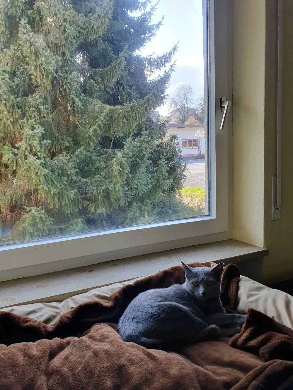 Loras Katzenhotel - Gutenstetten pet otel görseli 3