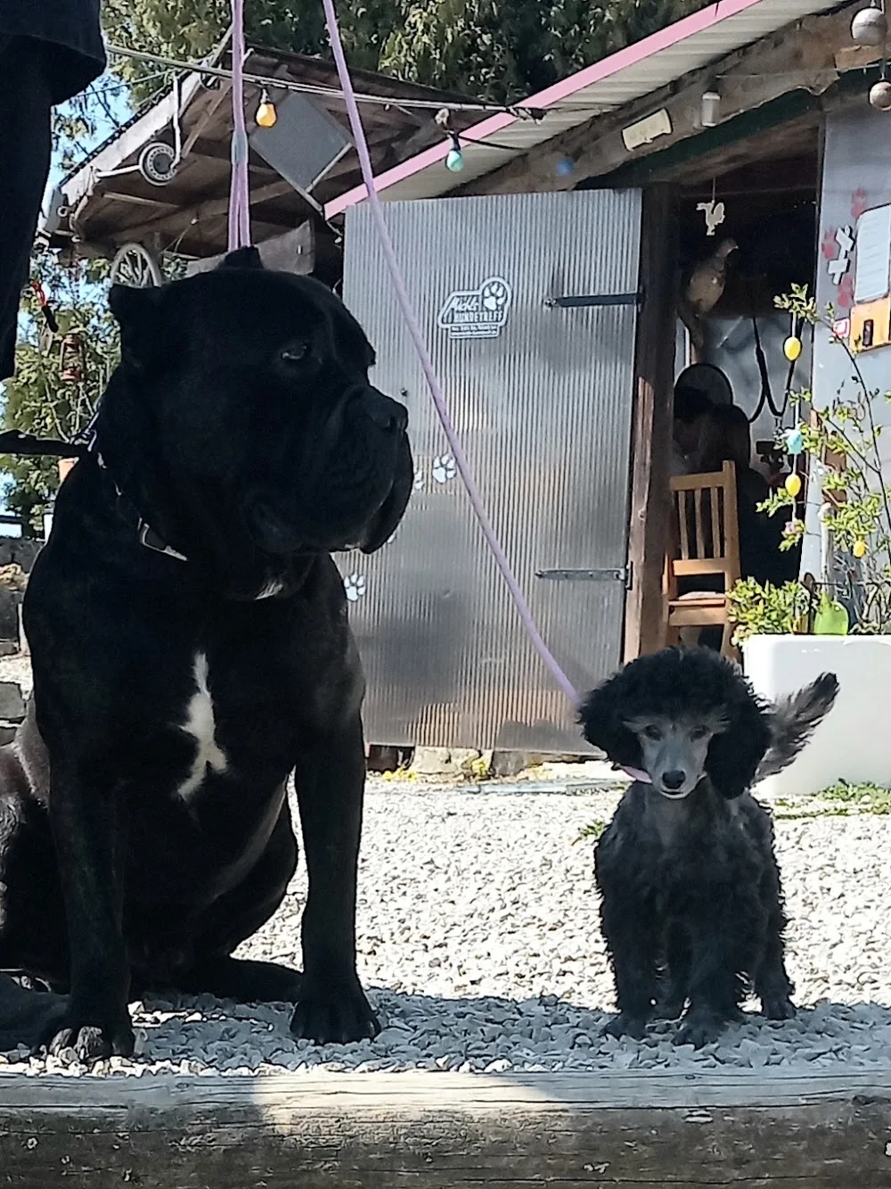 Michls Hundetreff - Gutenstetten pet otel görseli 2