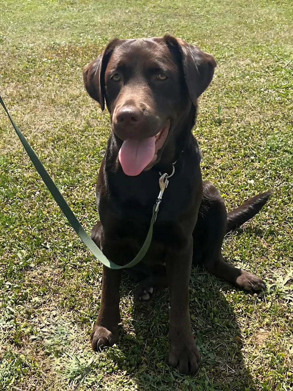 Michls Hundetreff - Gutenstetten pet otel görseli 3