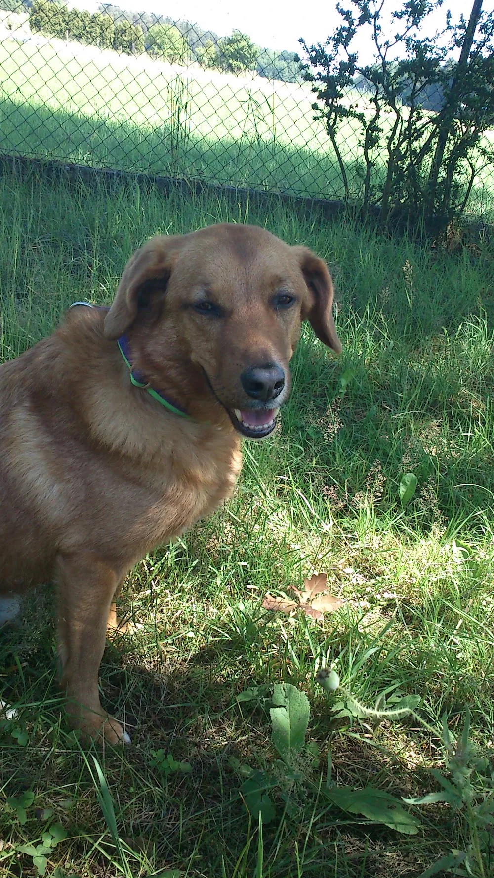 Tierpension und Hundetagesstätte Minks - Gutenstetten pet otel