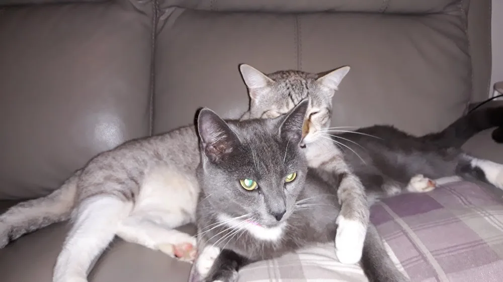 Gooserye Farm Boarding Cattery - Guthrie pet otel görseli 3