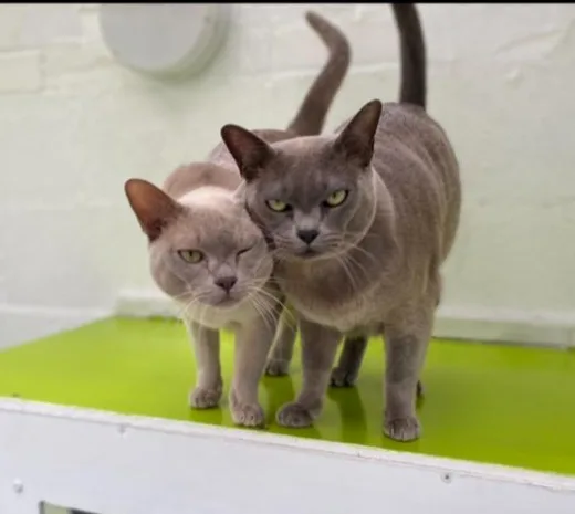 Little Lions Cattery - Guthrie pet otel