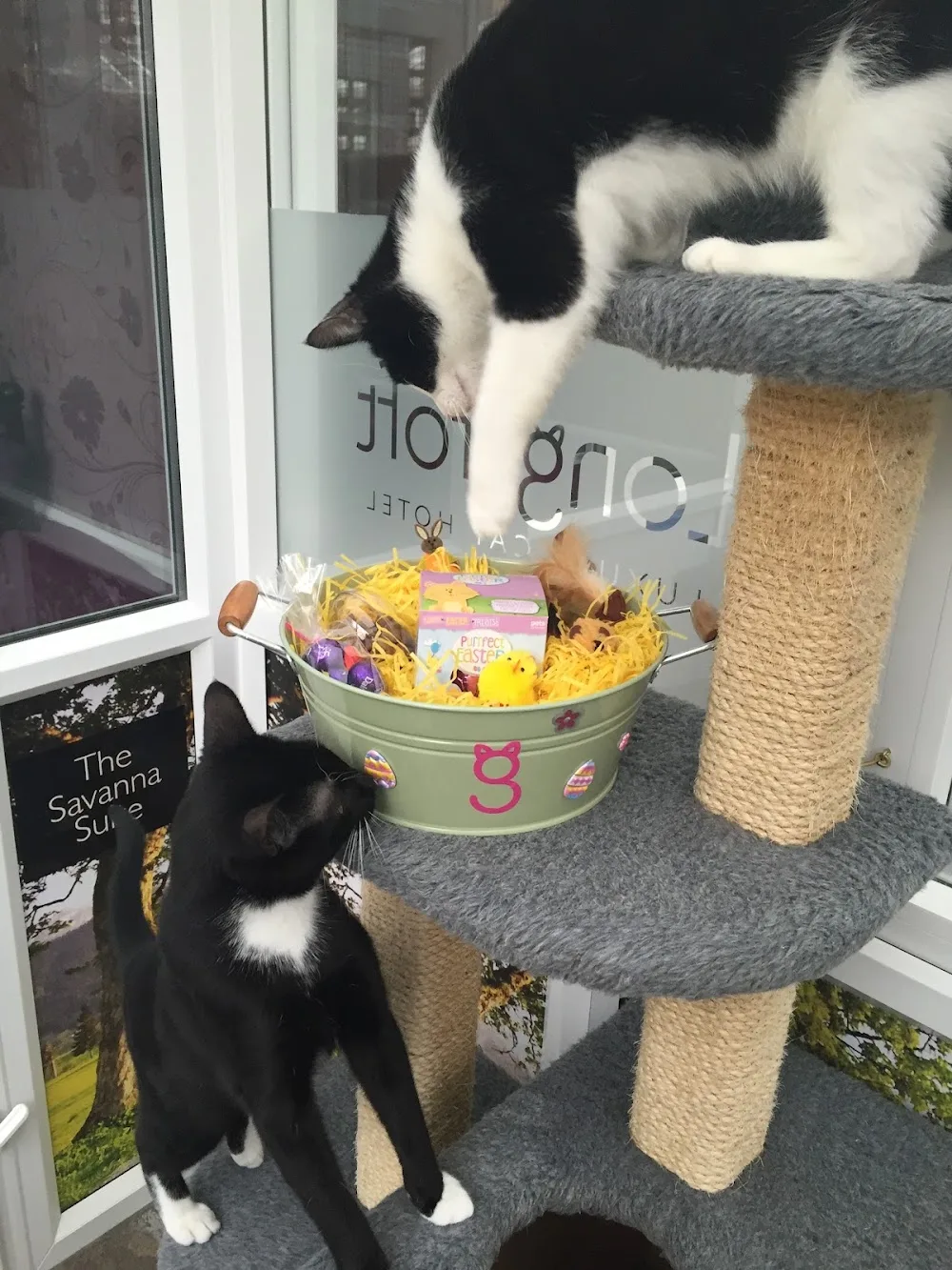 Longcroft Luxury Cat Hotel Margate - Guthrie pet otel görseli 3