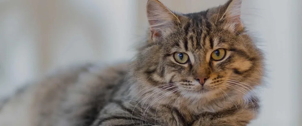 Lynbrook Cattery - Guthrie pet otel görseli 2