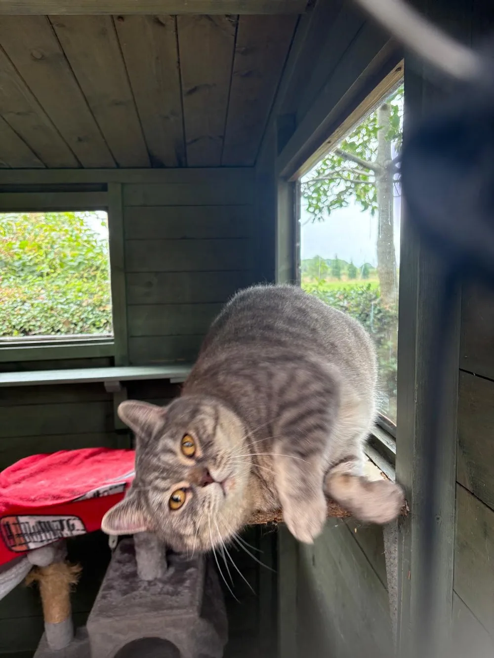 Lynbrook Cattery - Guthrie pet otel görseli 3