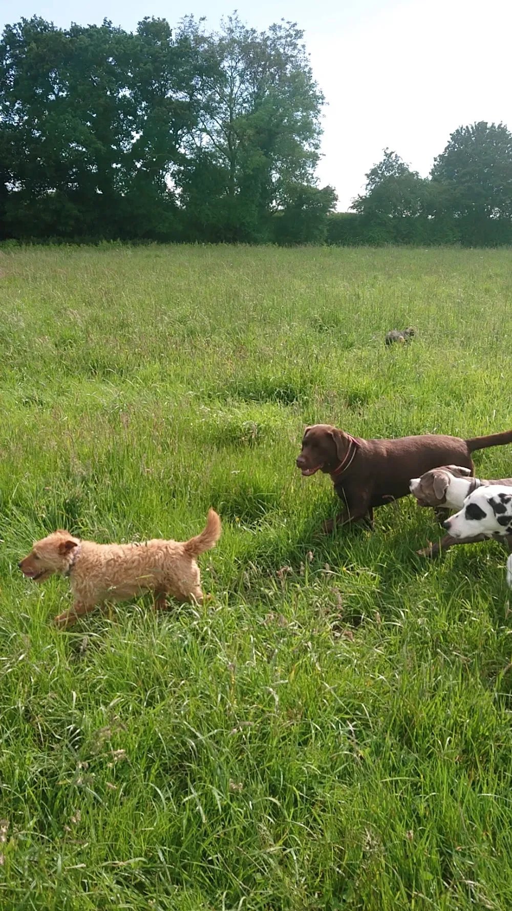 Moss End Farm Boarding Kennels - Guthrie pet otel görseli 3