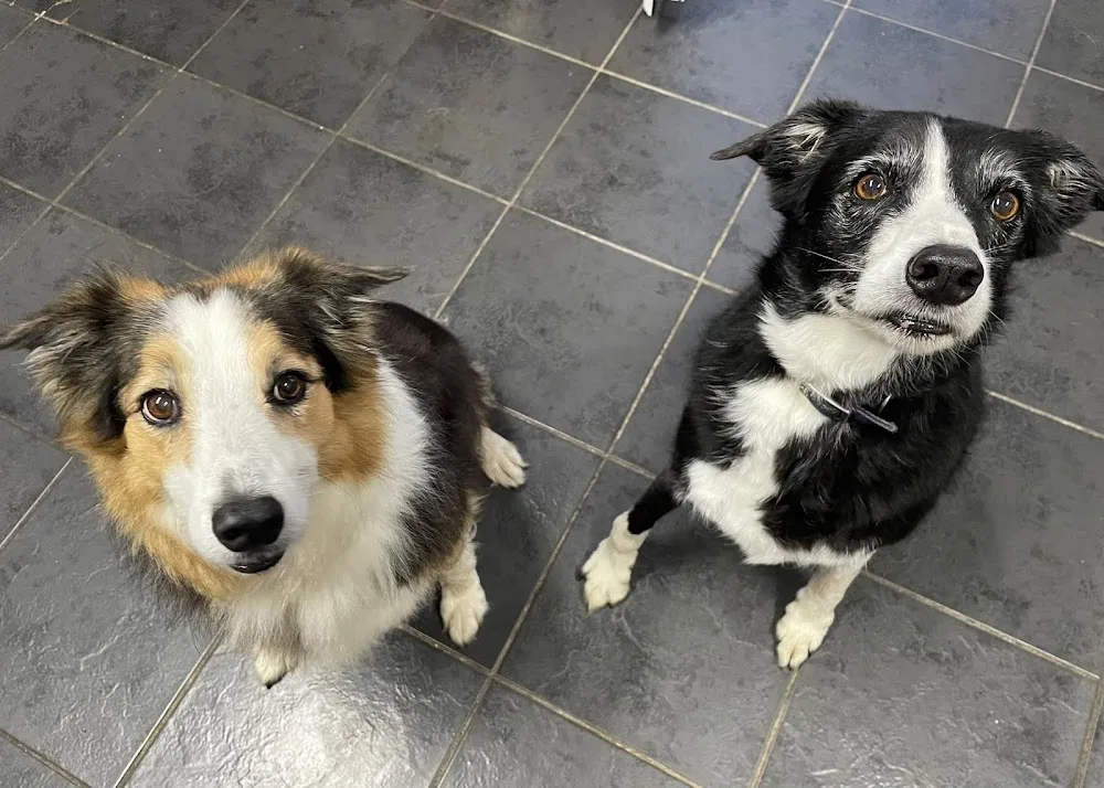 Bodowen Luxury Boarding Kennels - Gwynedd pet otel görseli 3