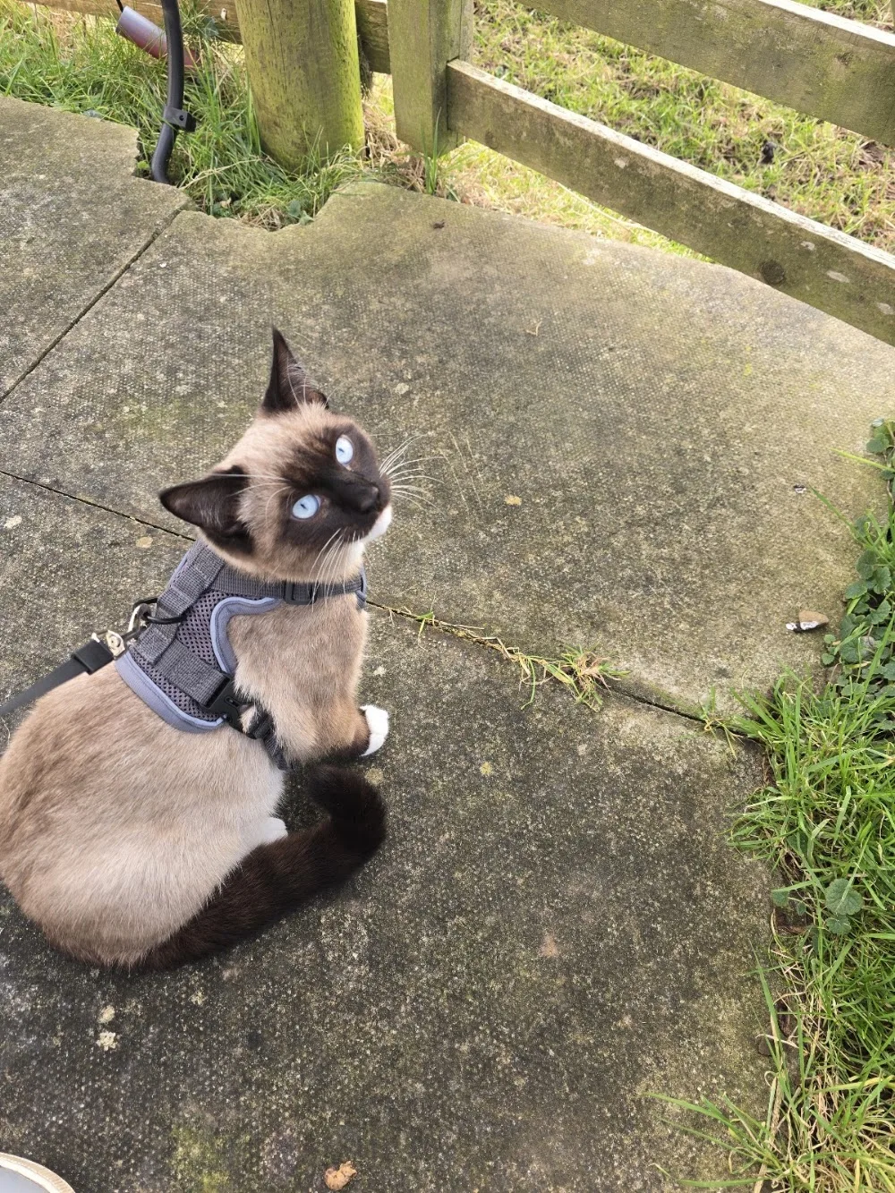 Bron Heulog Cattery - Gwynedd pet otel