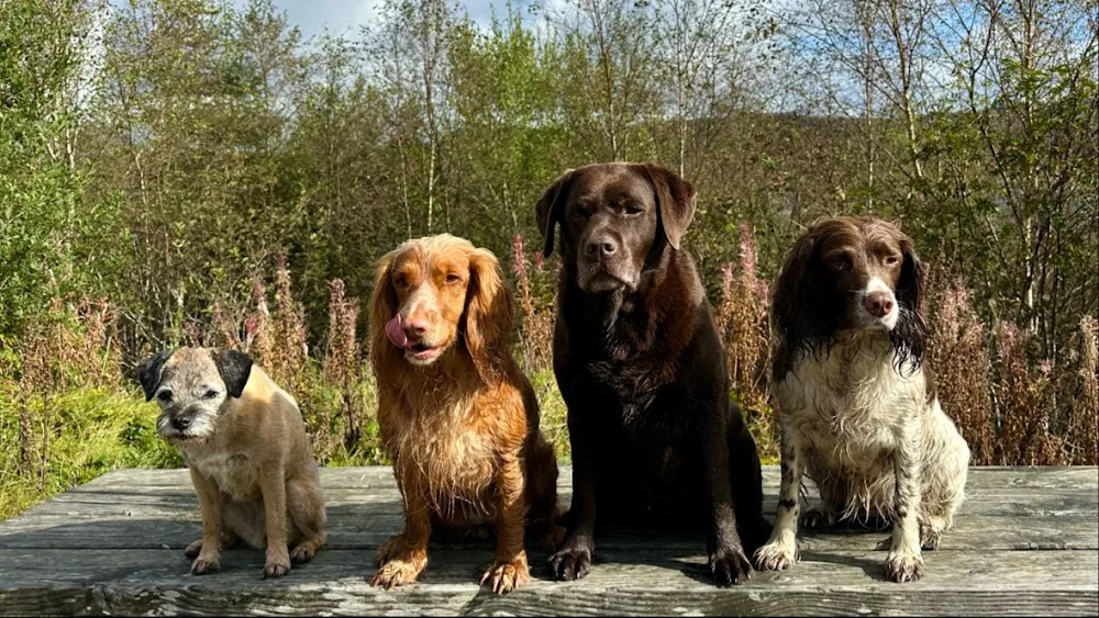 Canine & Co Pet Services - Gwynedd pet otel