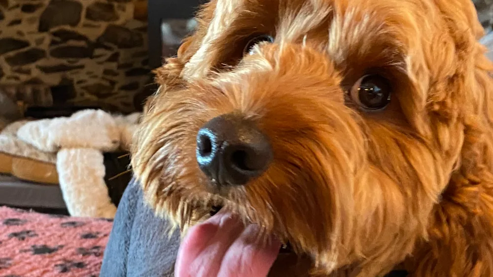 centrepaws… dogtastic holidays - Gwynedd pet otel
