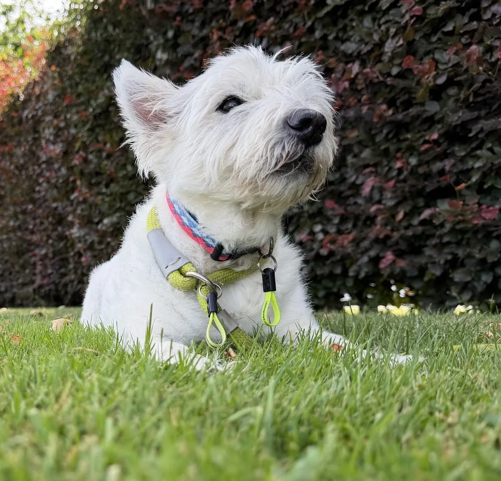 centrepaws… dogtastic holidays - Gwynedd pet otel görseli 3
