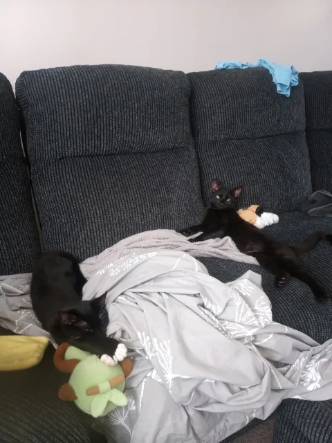 Cozy Cattery - Gwynedd pet otel görseli 2