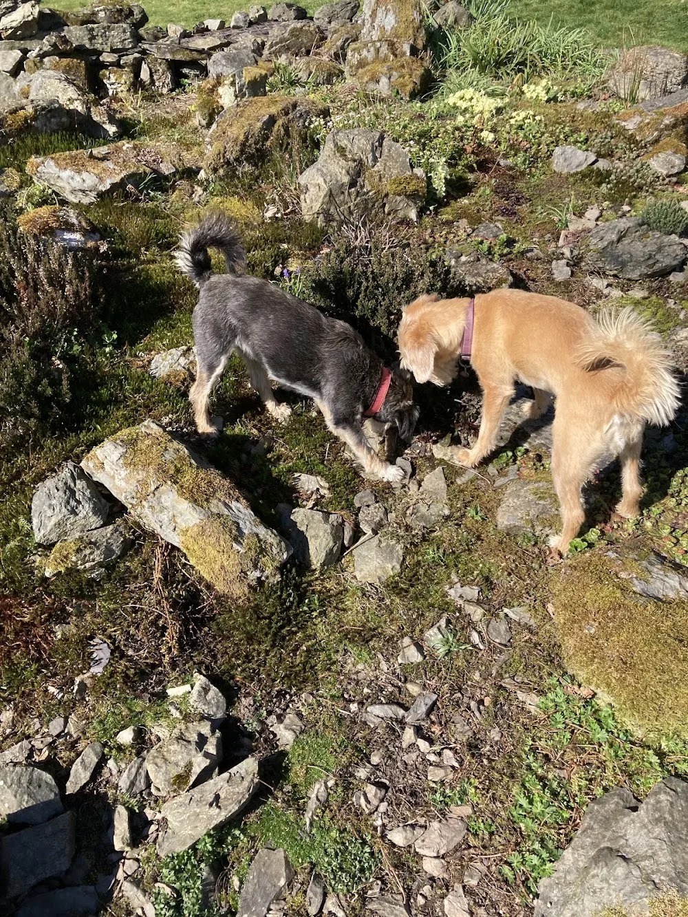 Cwm Main dog day care & boarding - Gwynedd pet otel görseli 2