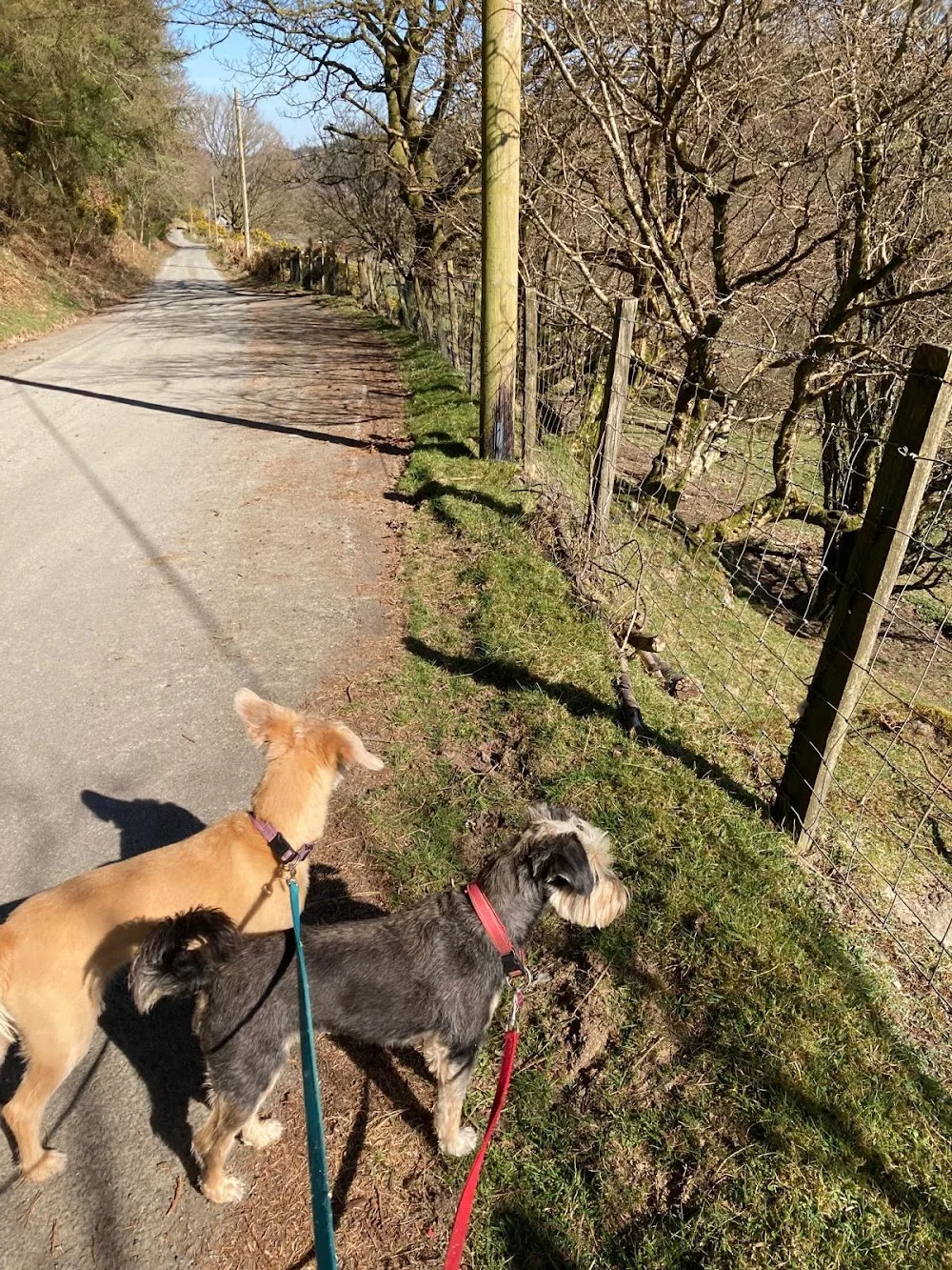 Cwm Main dog day care & boarding - Gwynedd pet otel görseli 3
