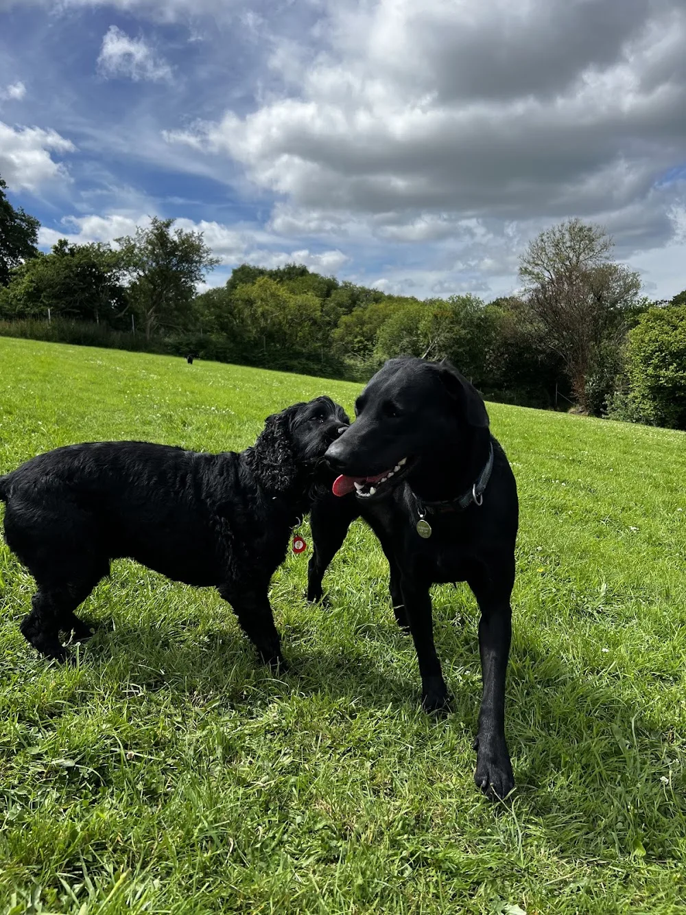 Four Paws Inn Doggy daycare and Kennels - Gwynedd pet otel