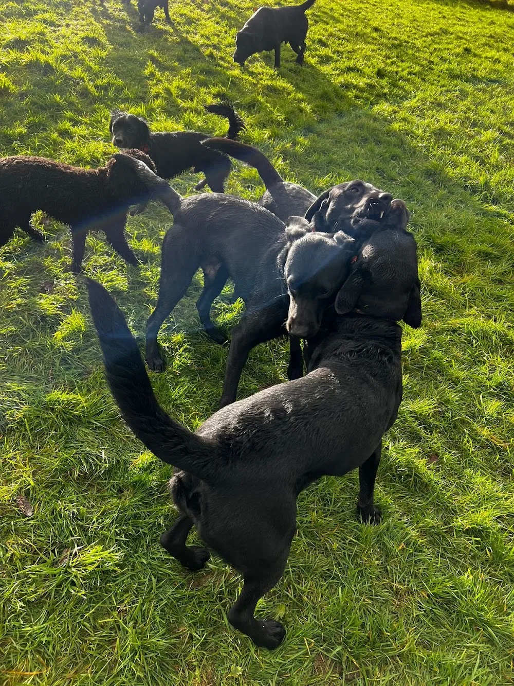 Four Paws Inn Doggy daycare and Kennels - Gwynedd pet otel görseli 3