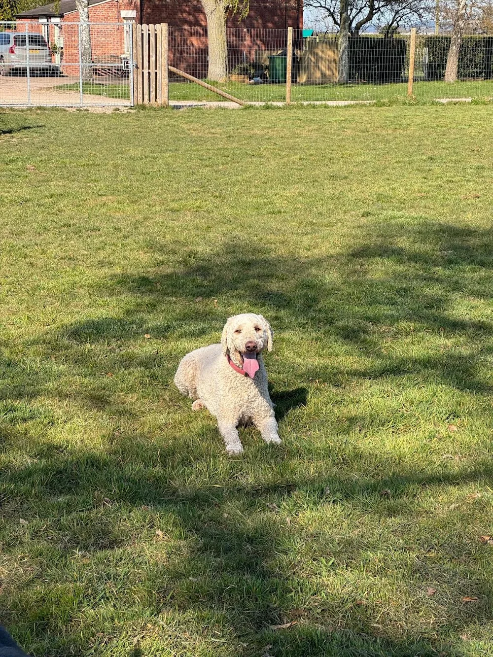 Laurel Grange Boarding Kennels - Gwynedd pet otel görseli 2