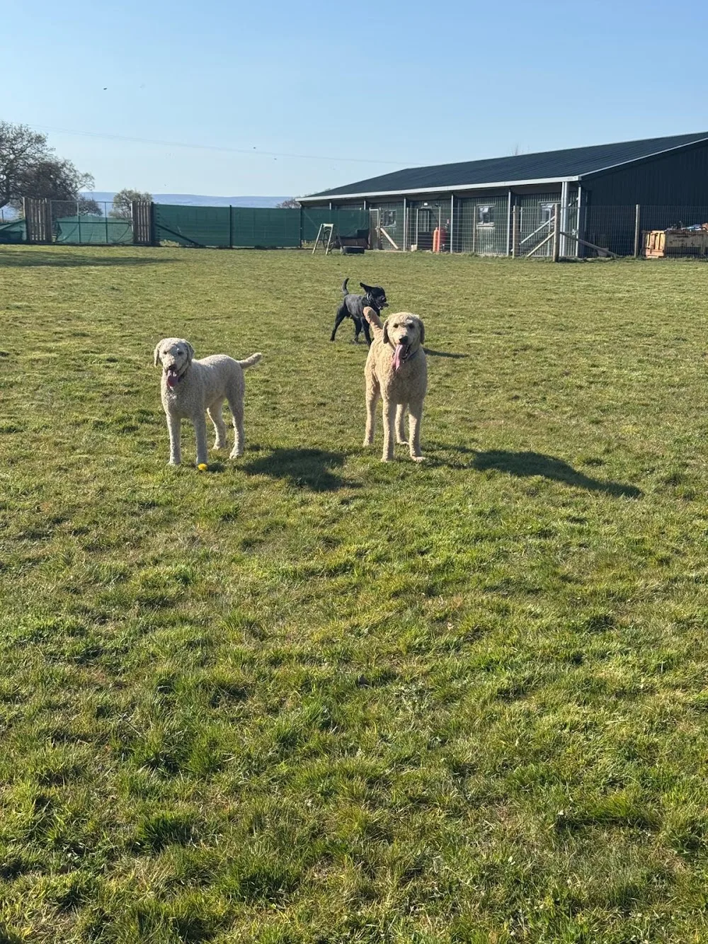 Laurel Grange Boarding Kennels - Gwynedd pet otel görseli 3