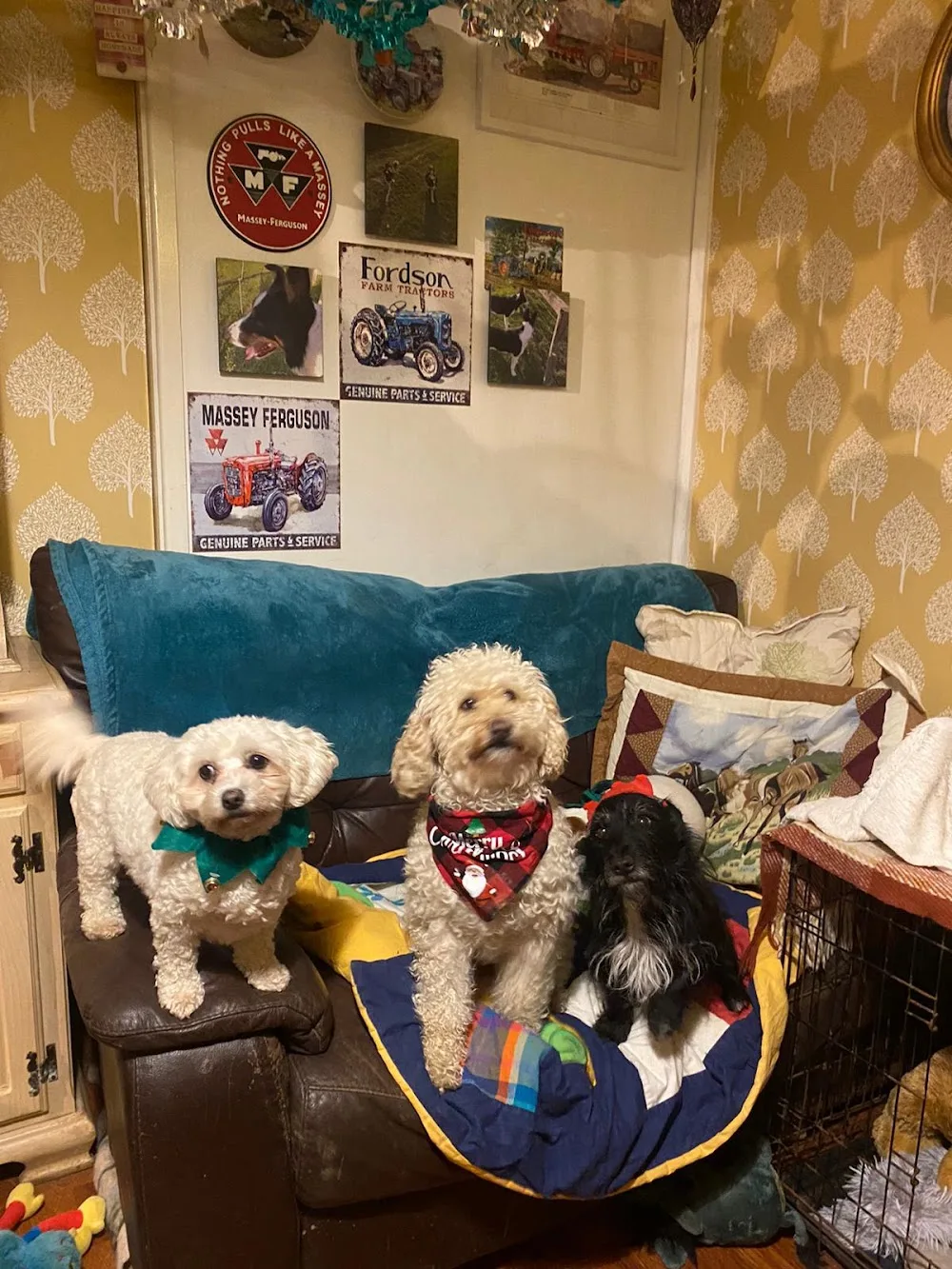 Llanerch indoor & outdoor boarding kennels - Gwynedd pet otel