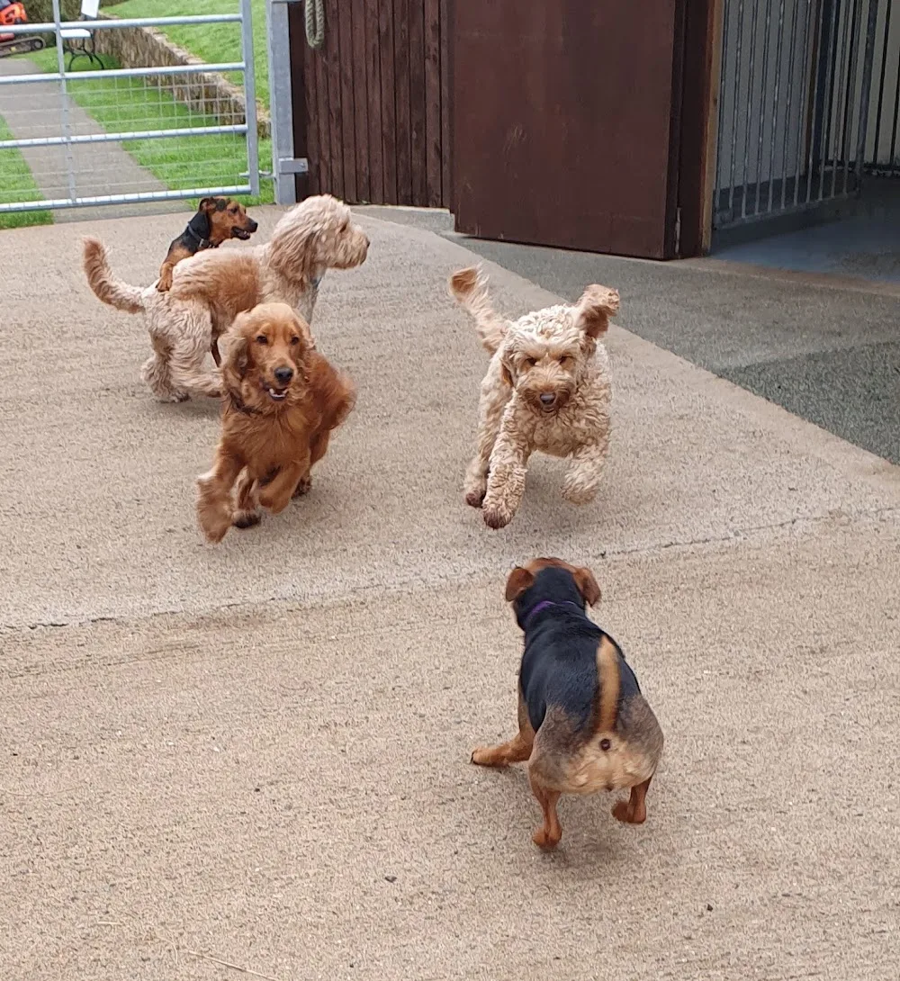 millbrook kennels - Gwynedd pet otel görseli 2