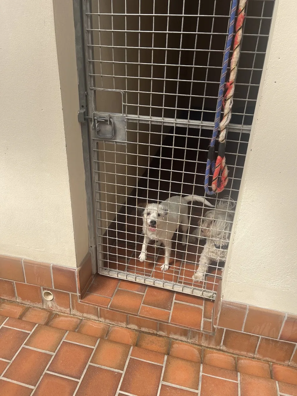 Tal-y-Cafn Kennels - Gwynedd pet otel görseli 2
