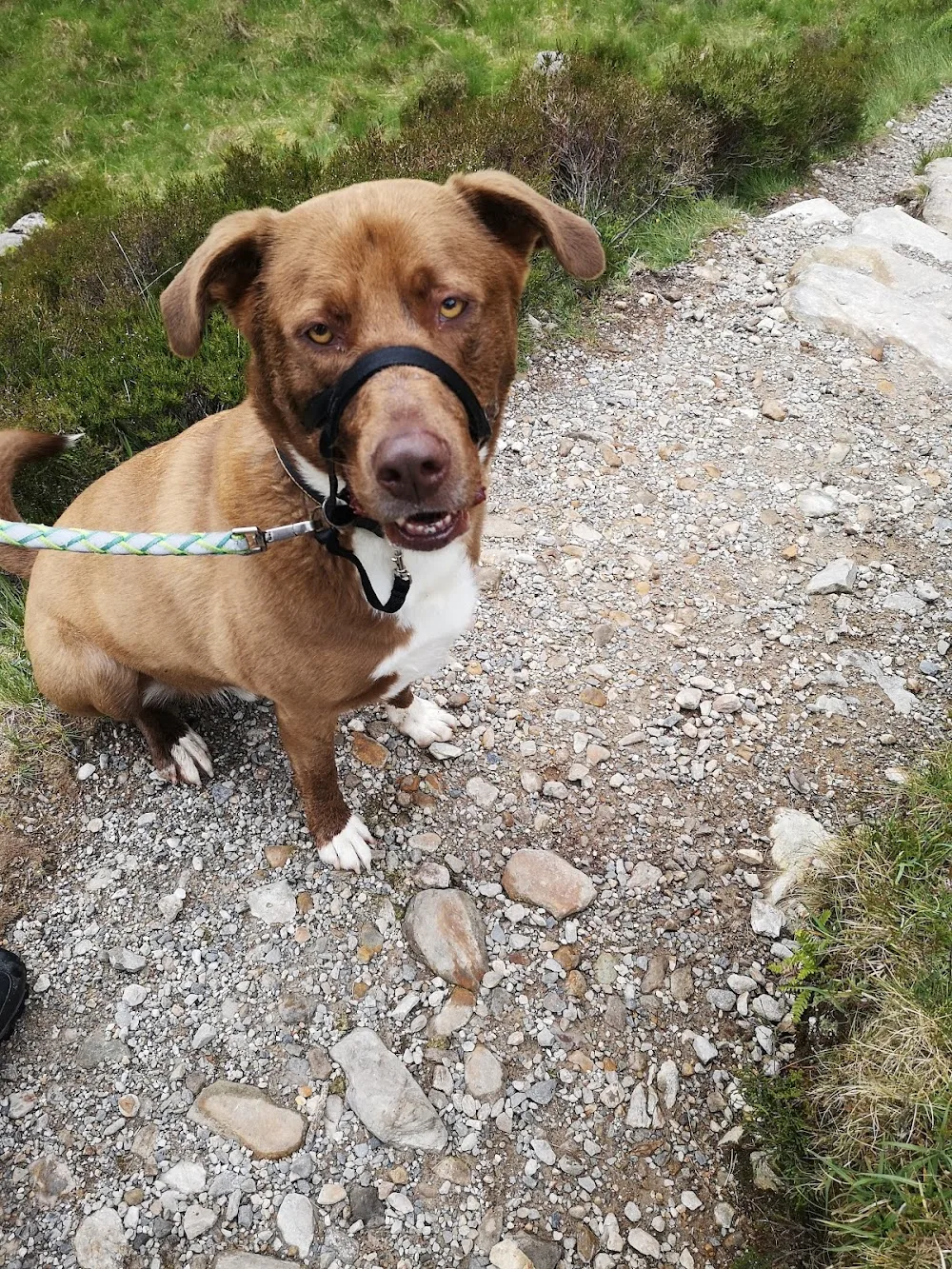 Tal-y-Cafn Kennels - Gwynedd pet otel görseli 3