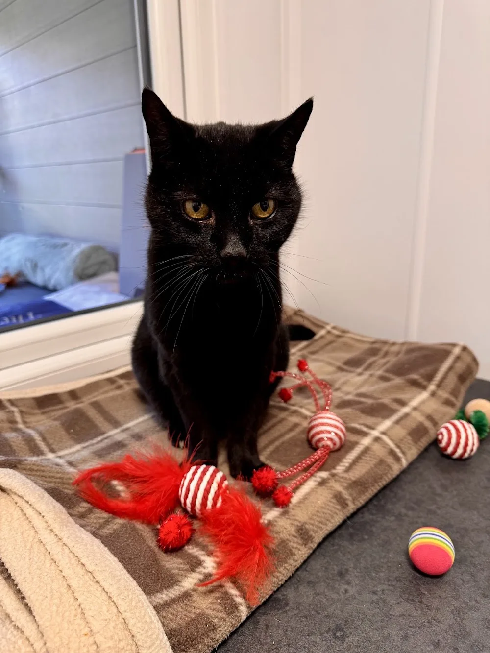The Cat House Dolfawr - Gwynedd pet otel görseli 3