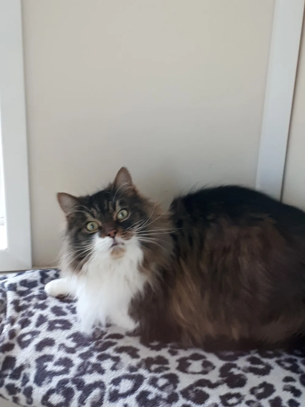The Cattery, Fron Farm, Glan Conwy - Gwynedd pet otel