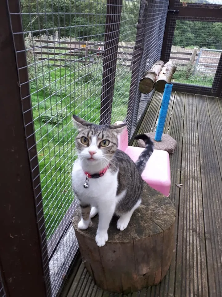 The Cattery, Fron Farm, Glan Conwy - Gwynedd pet otel görseli 3