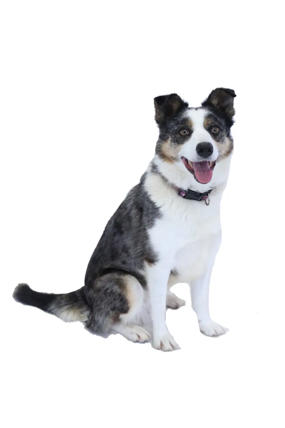 Tynydref Kennels - Gwynedd pet otel